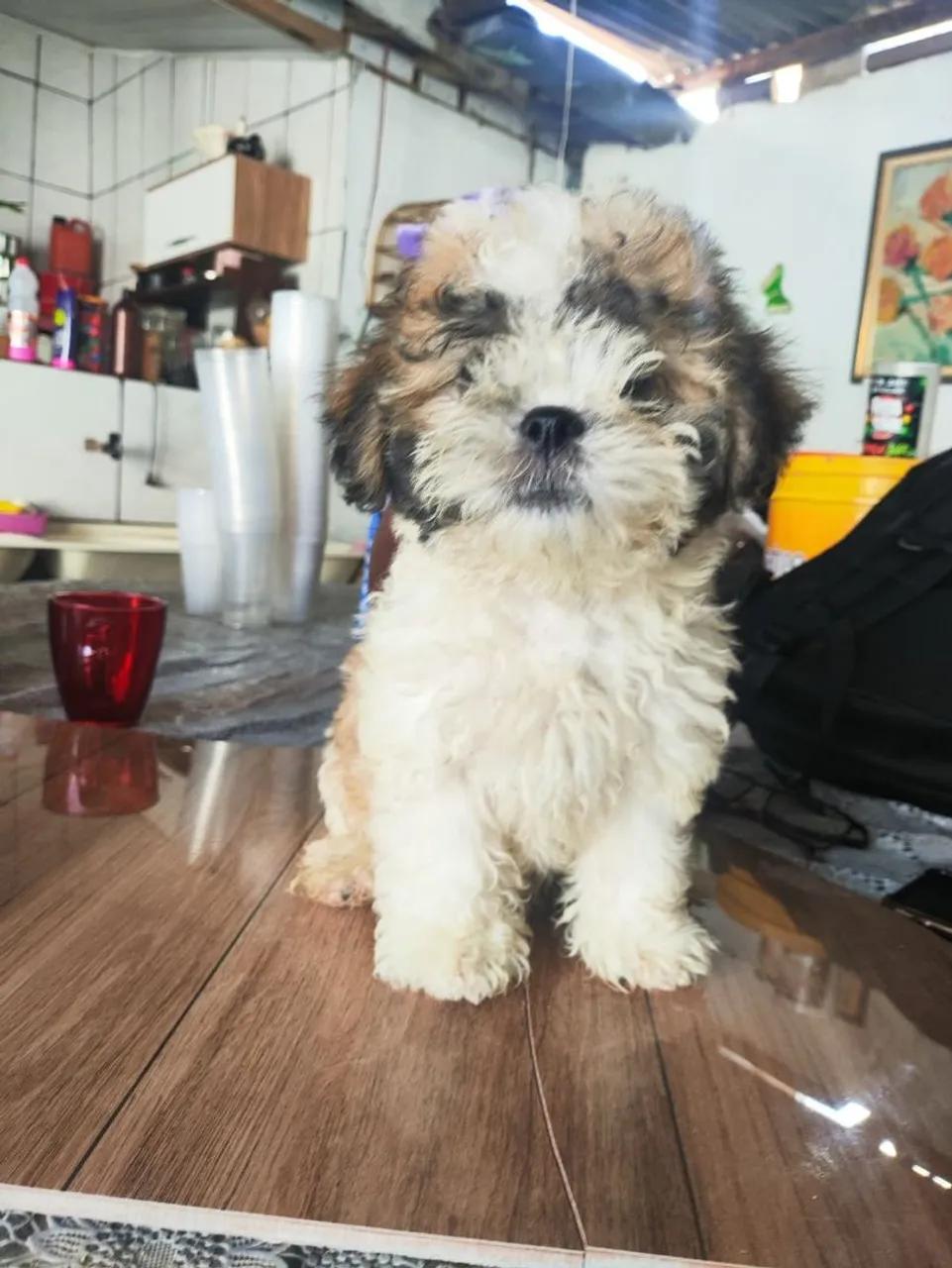 Filhote de poodle com lhasa apso