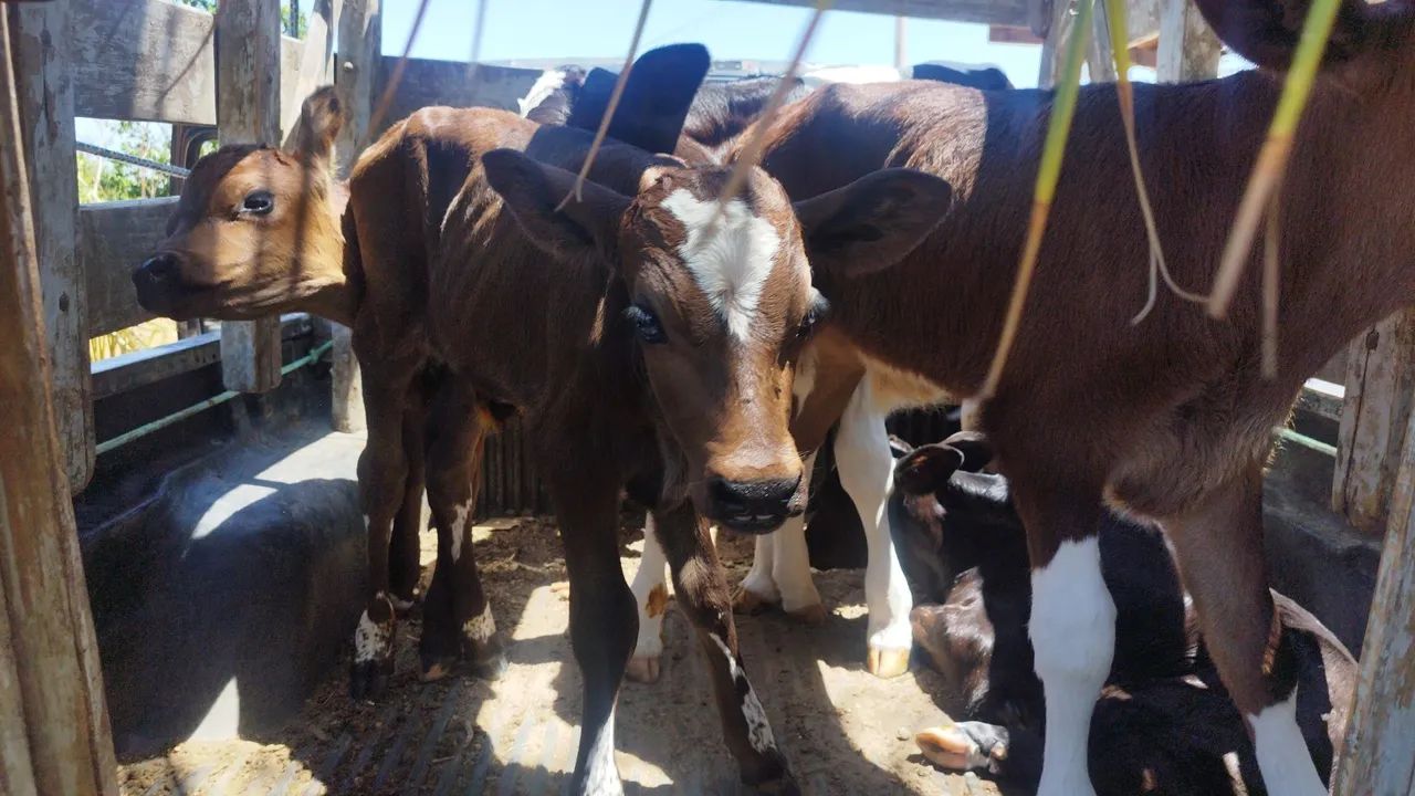 Bezerros de mamadeira  - Foto 3