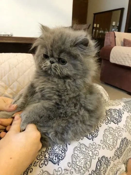 Persa Filhotes na Cor Cinza a Sua Espera 