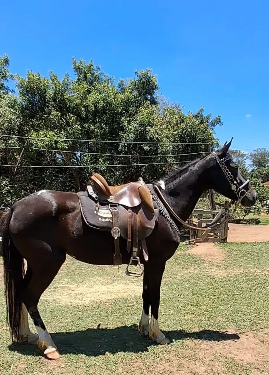 EGUINHA LUXOOO (marcha picada) - Foto 5
