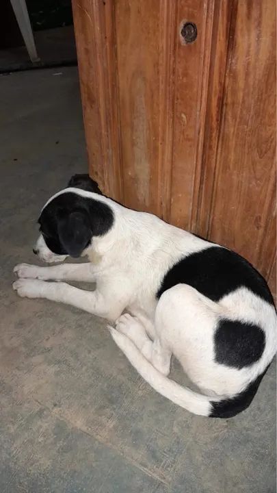 Filhote de cachorro branco e preto (doação) - Foto 2