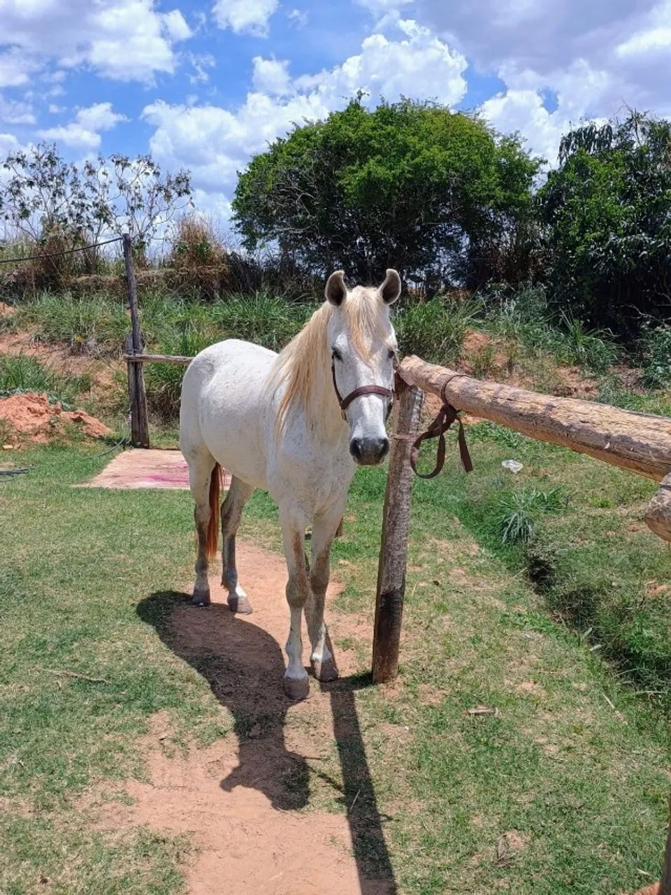 mangalarga mineiro tordilho