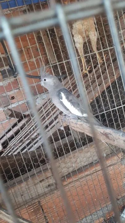 Gaiola semi nova - Foto 2