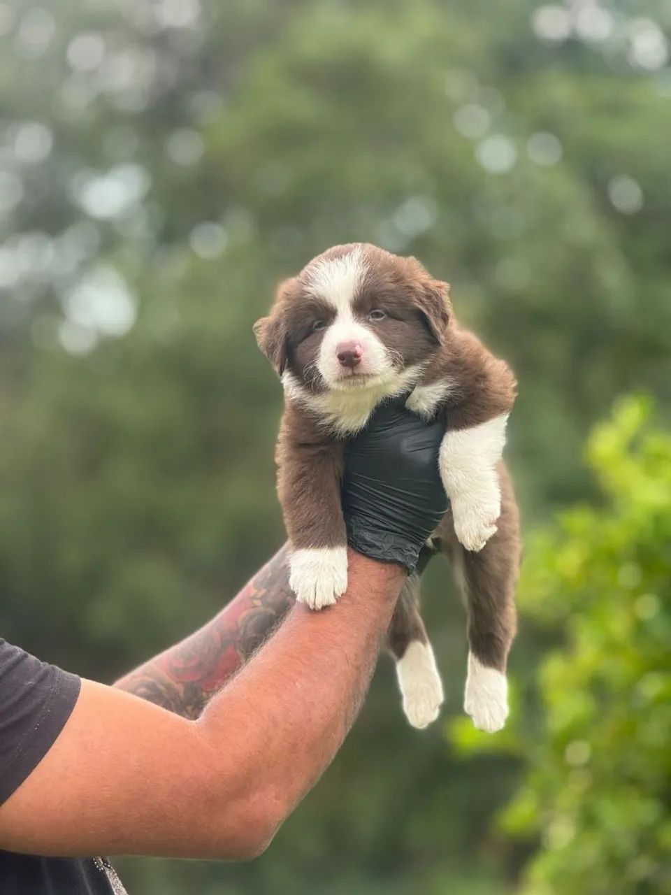  Border Collie Chocolate com 2 meses, pronto pra ir para nova casa !