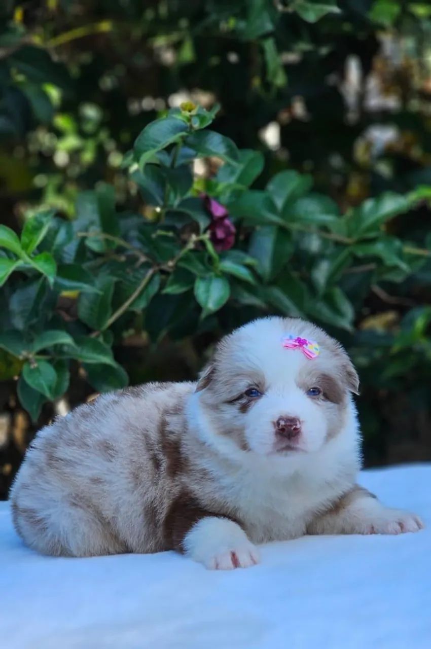 Border Collie | Canil 100% Regularizado