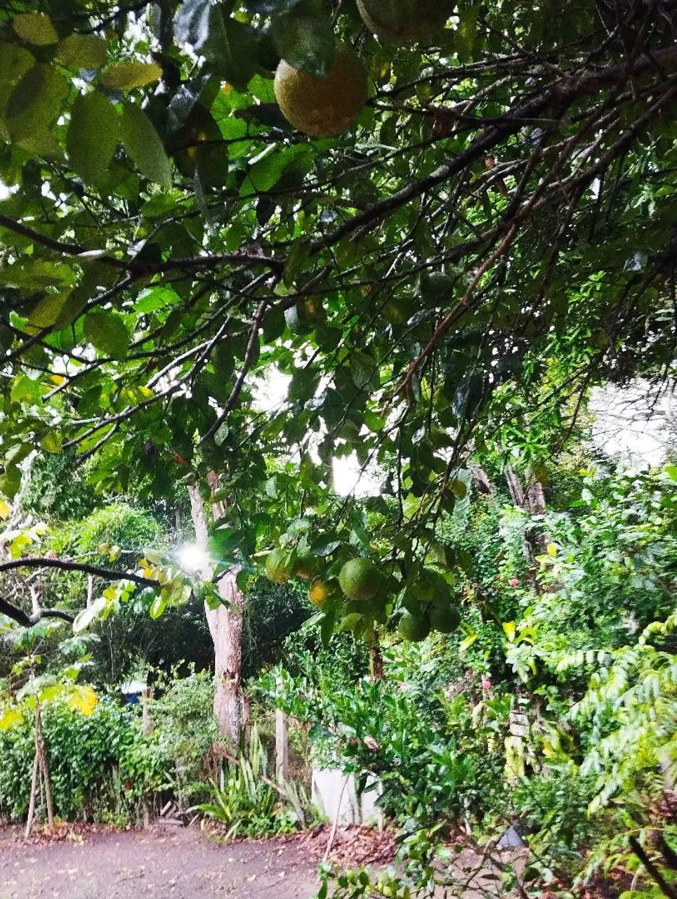 Sítio a venda local roça do povo em Itabuna Ferradas