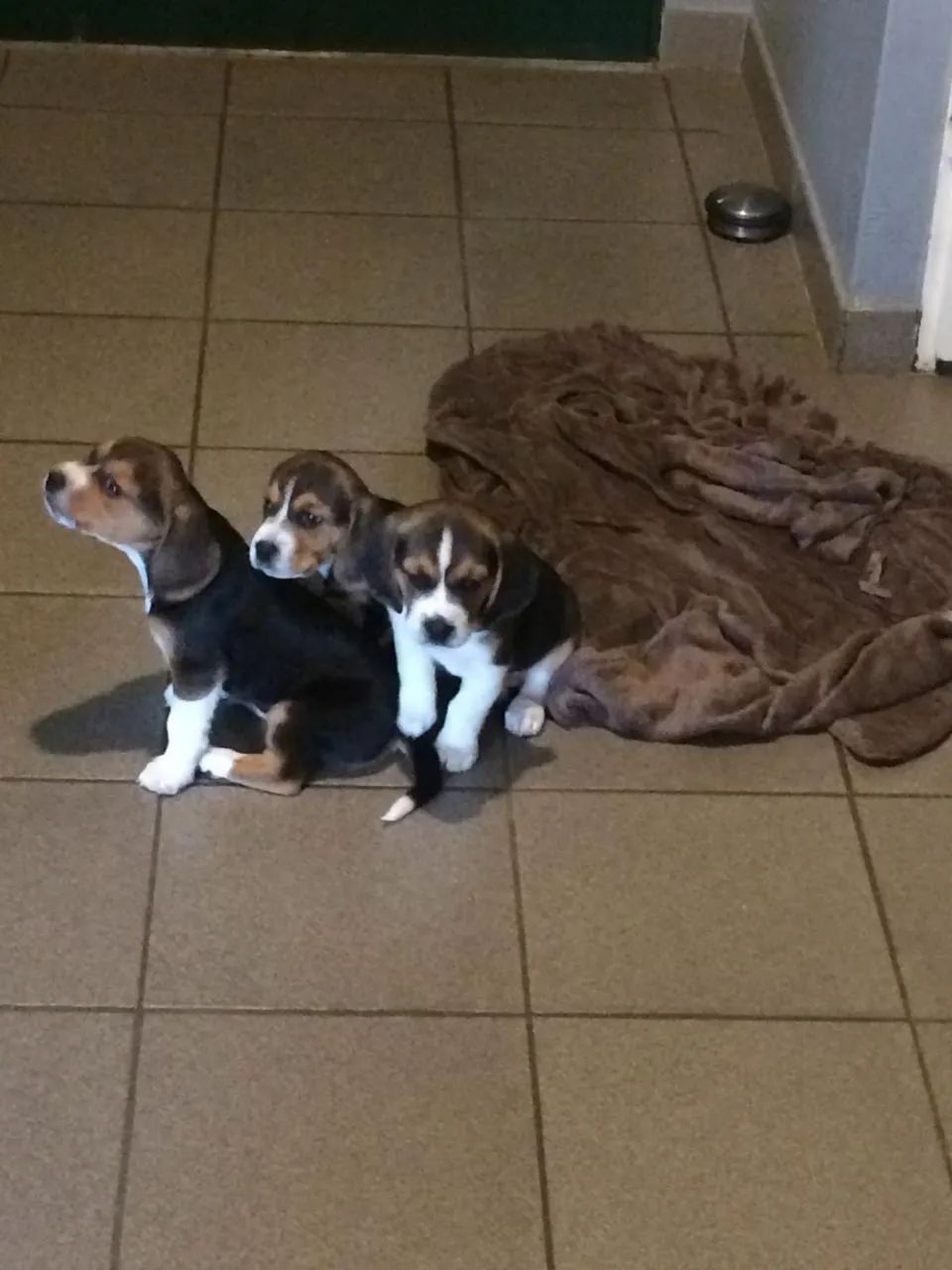 Beagle lindo 