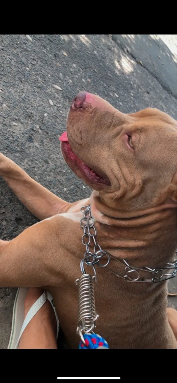 Pitbull Lindo e Adorável