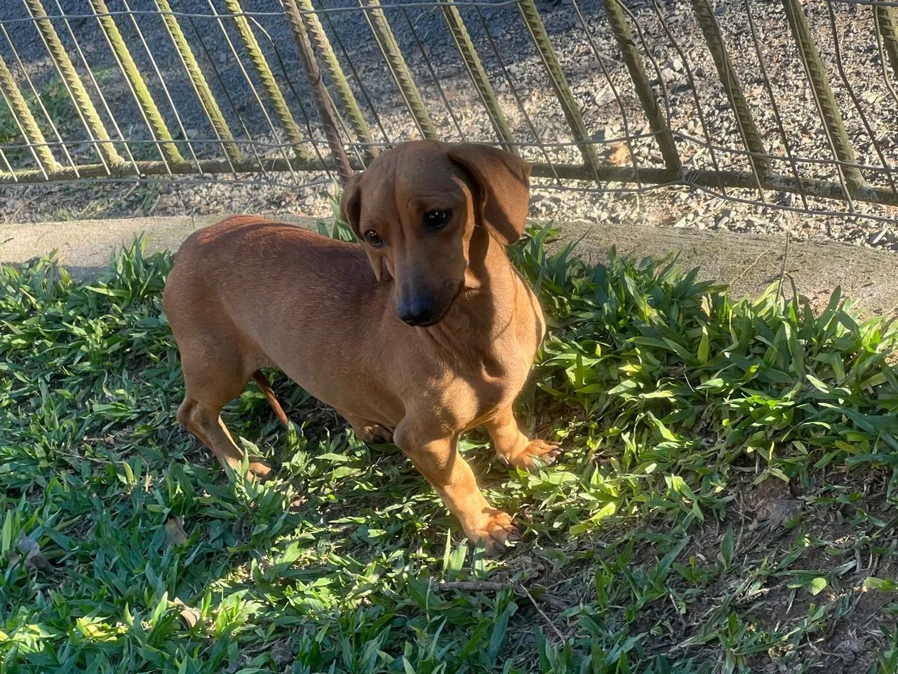DACHSHUND FÊMEA ANÃ/KANINCHEN COM PROCEDÊNCIA  - Foto 5