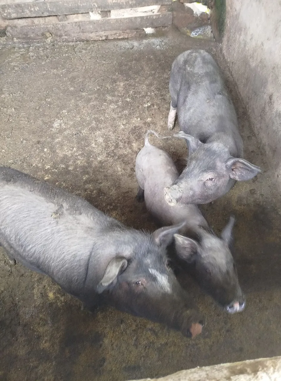 Porcos Caipira com Nilo