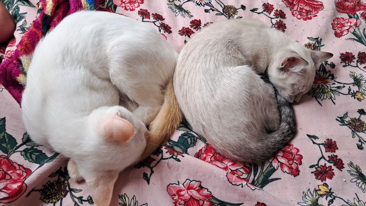 Gatos para doação (branco é macho e a outra é femea)