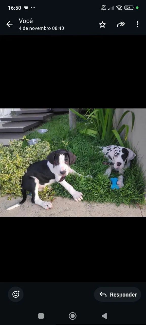 Filhotes Dogue Alemão Gigante  - Foto 2