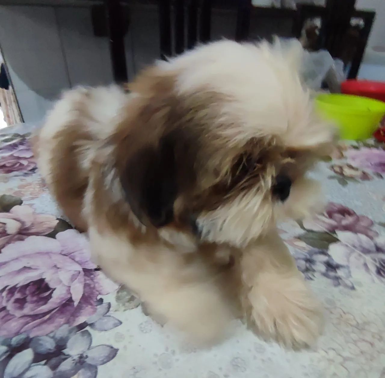 Shih Tzu Filhotes machos já com 2 vaciná - Foto 4