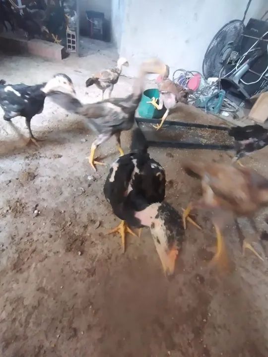 Frango índio shamo  - Foto 4