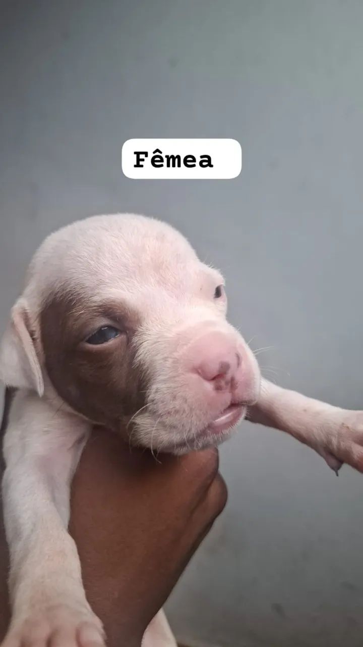 Filhote Pitbull puro - Foto 3