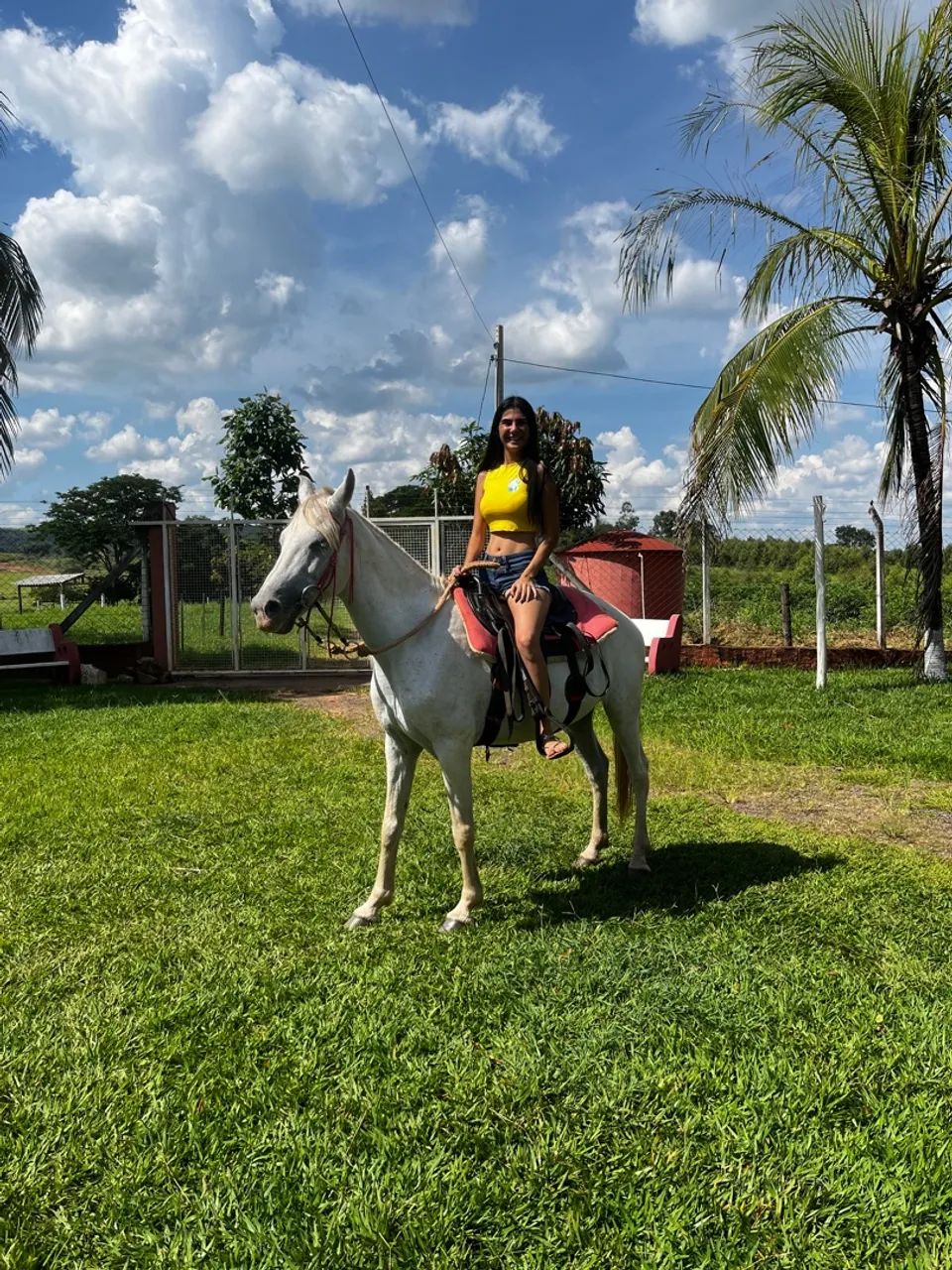 Égua mangalarga branca  - Foto 4