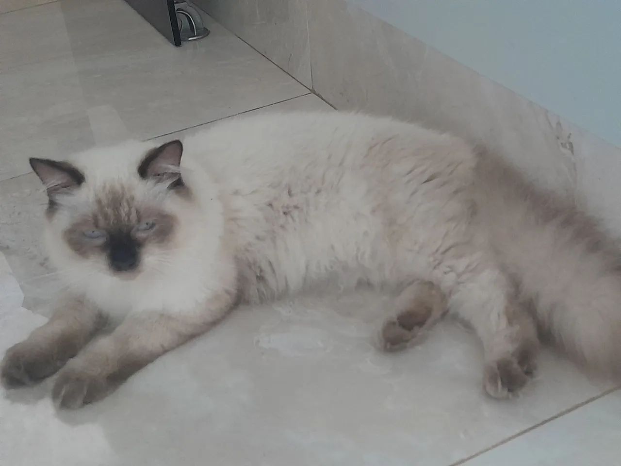 Gato persa a procura de namorada em Cuiabá MT  - Foto 4
