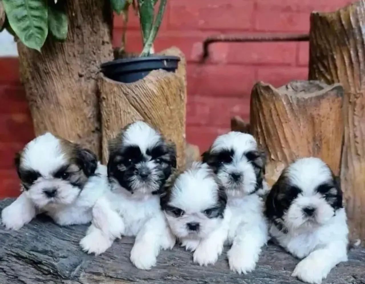 Shih tzu : Se derreta de amor 
