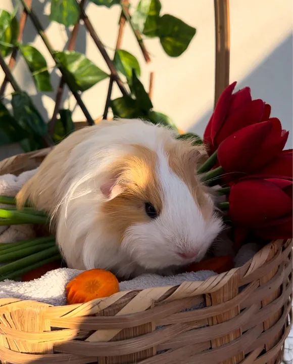 Porquinho da índia pelo longo Sheltie 