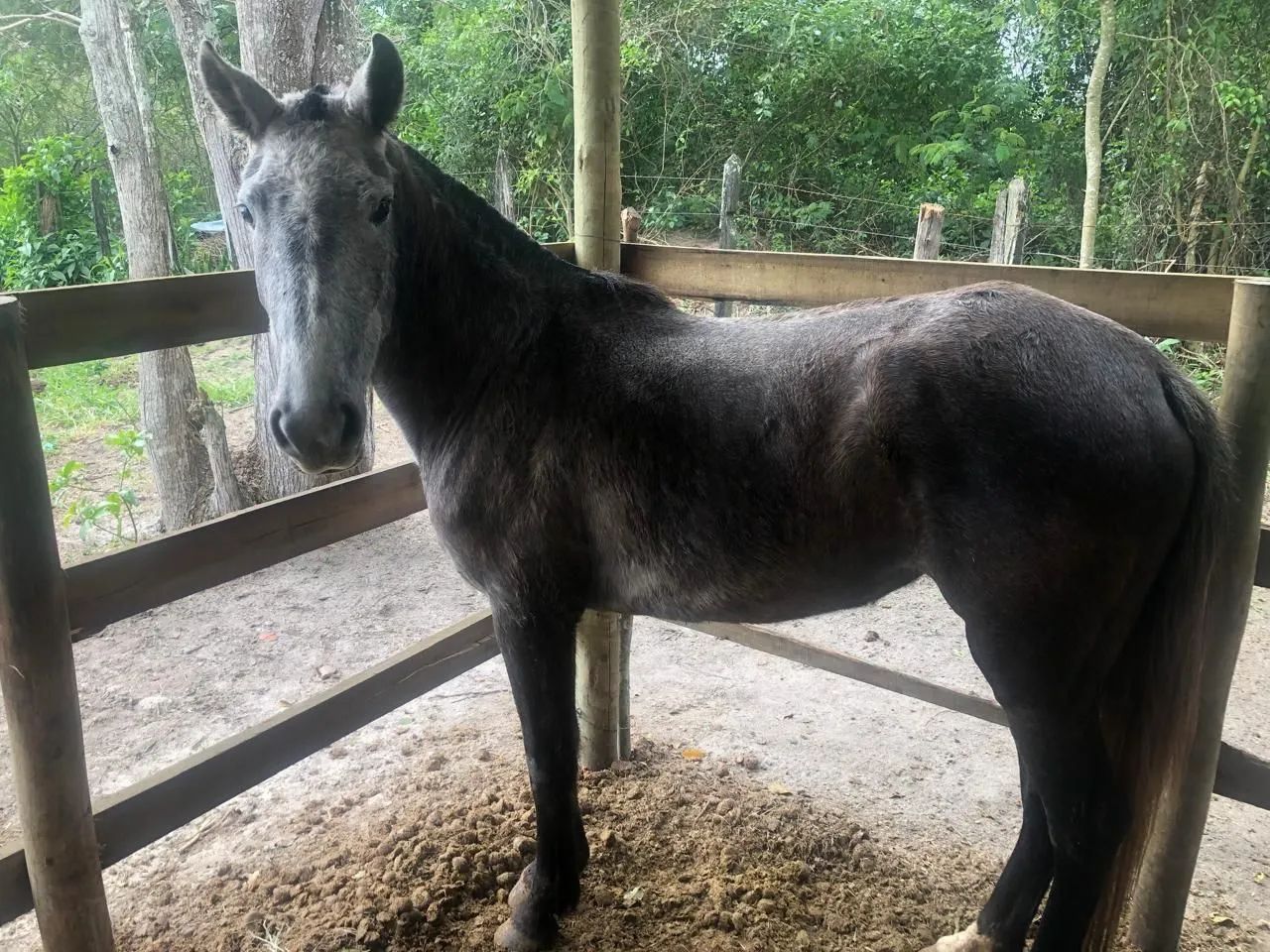 Égua mangalarga  - Foto 4