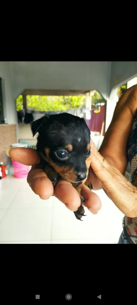 Filhote de Pinscher Miniatura