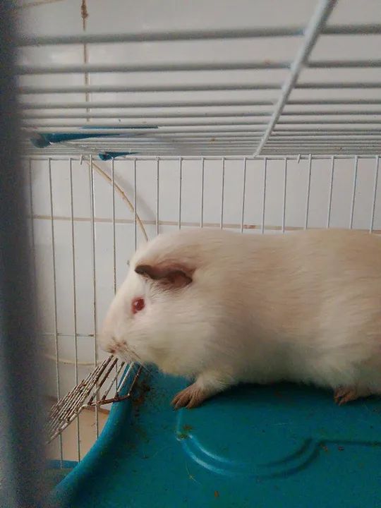 Porquinho da índia (fêmea) mansinha  - Foto 2