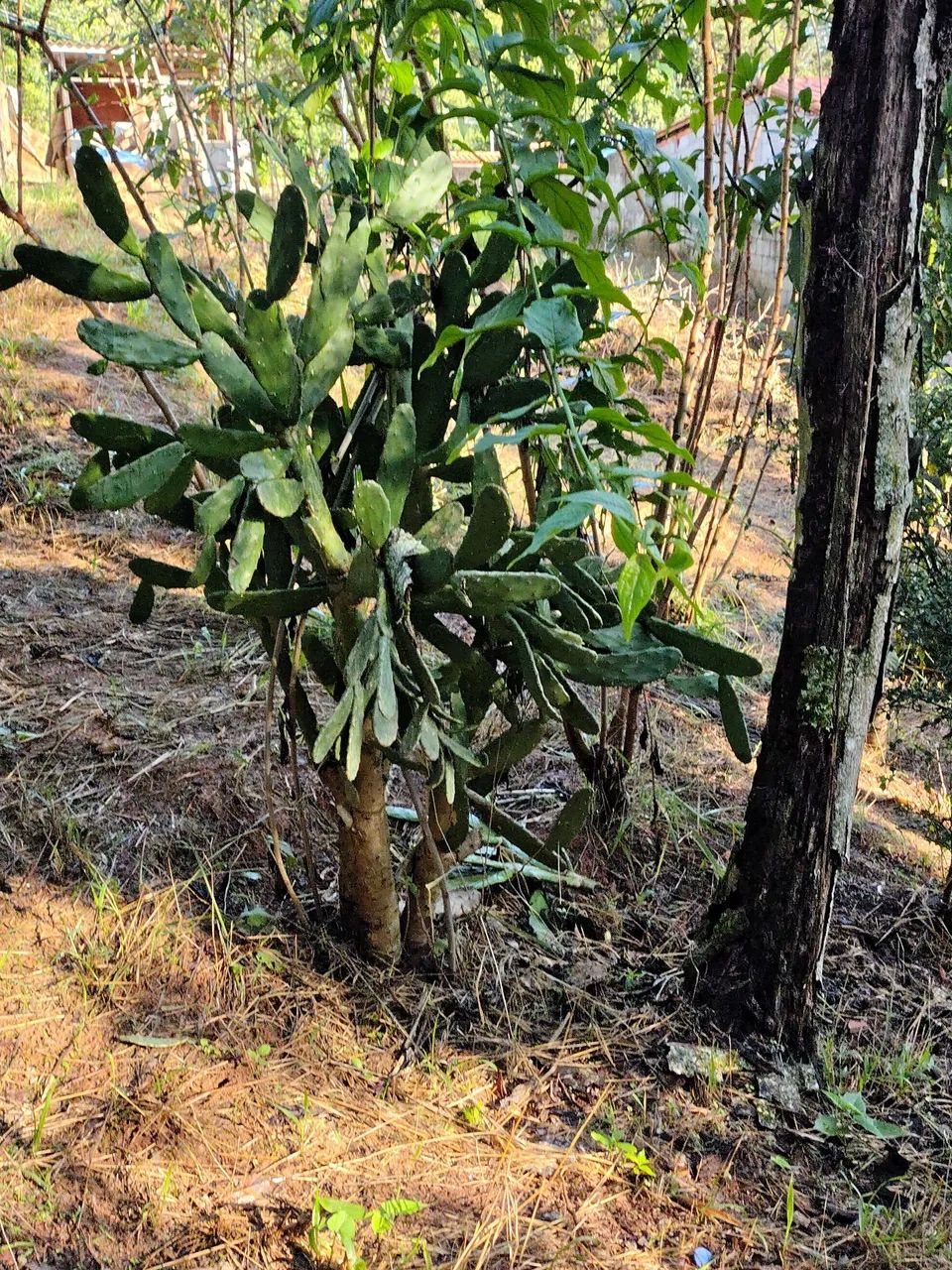 Foto - Taboão da Serra - Sítio das Madres