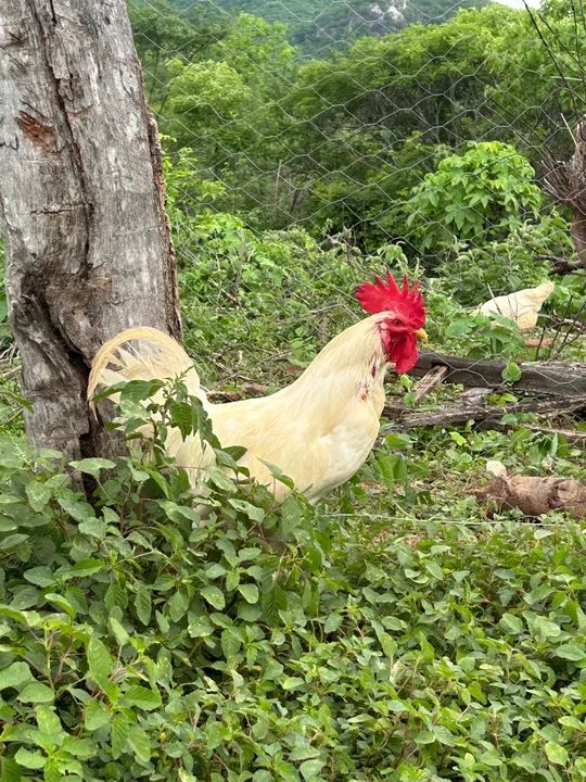 galo legorne raça pura (poedeira bege ) - Foto 2