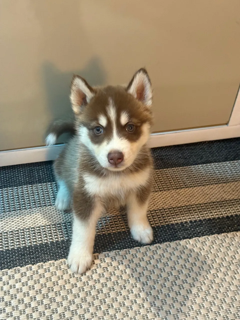 Filhotes de husk siberiano c pedigree( canil Husk Feliz )