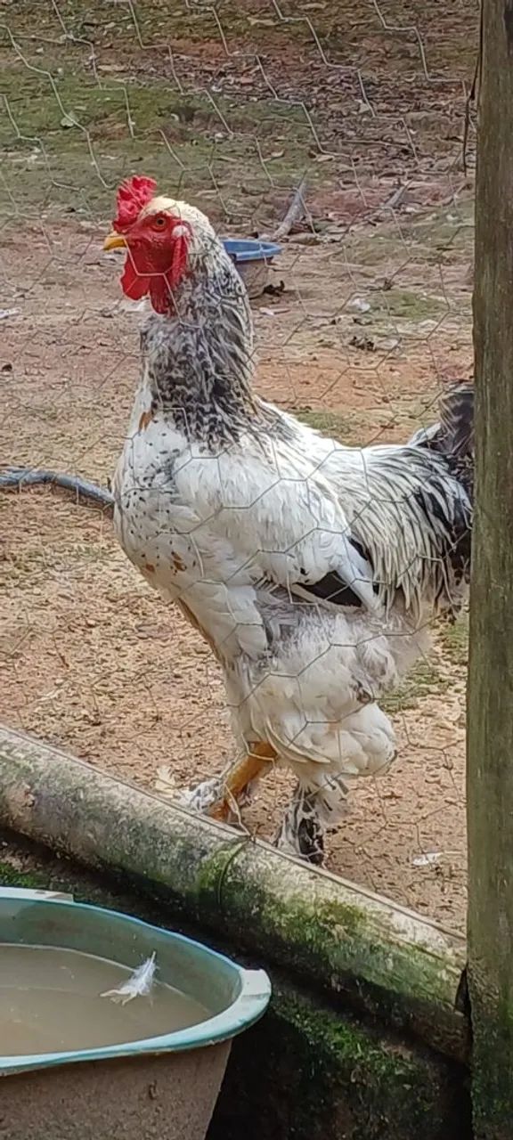Galinha Brahma white - Foto 4