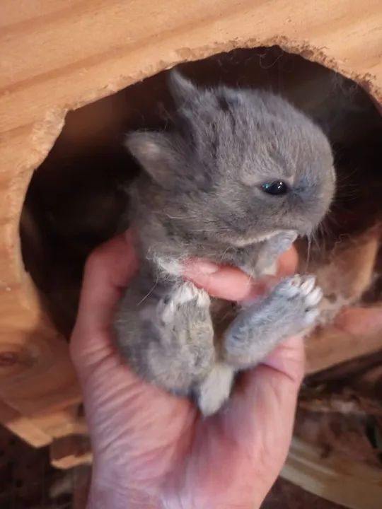 Netherlands coelho anão  - Foto 5