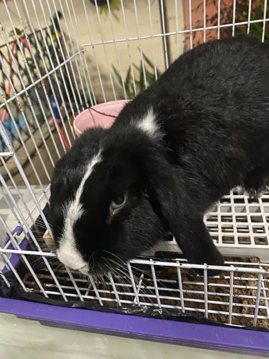 Coelha mini lop e acessórios 