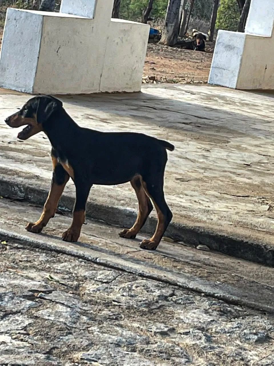 Filhotes de doberman com pedigree   - Foto 3