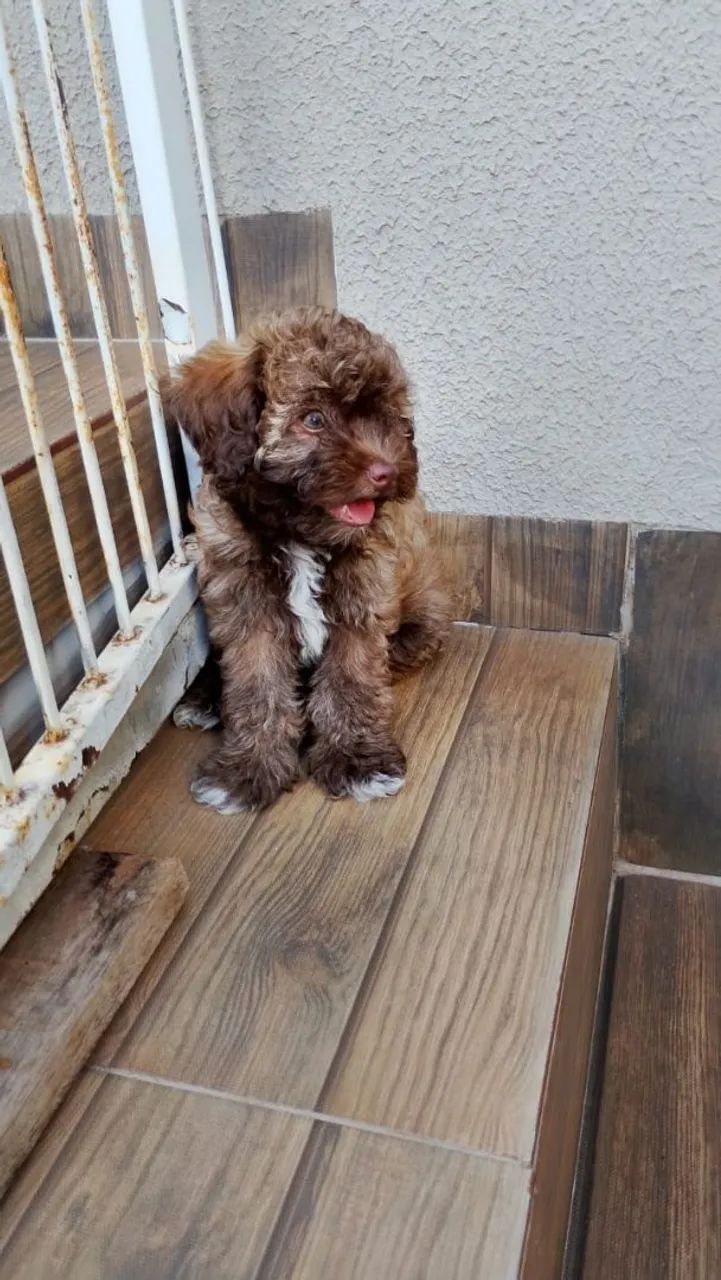Vende filhote de poodle fêmea  - Foto 4
