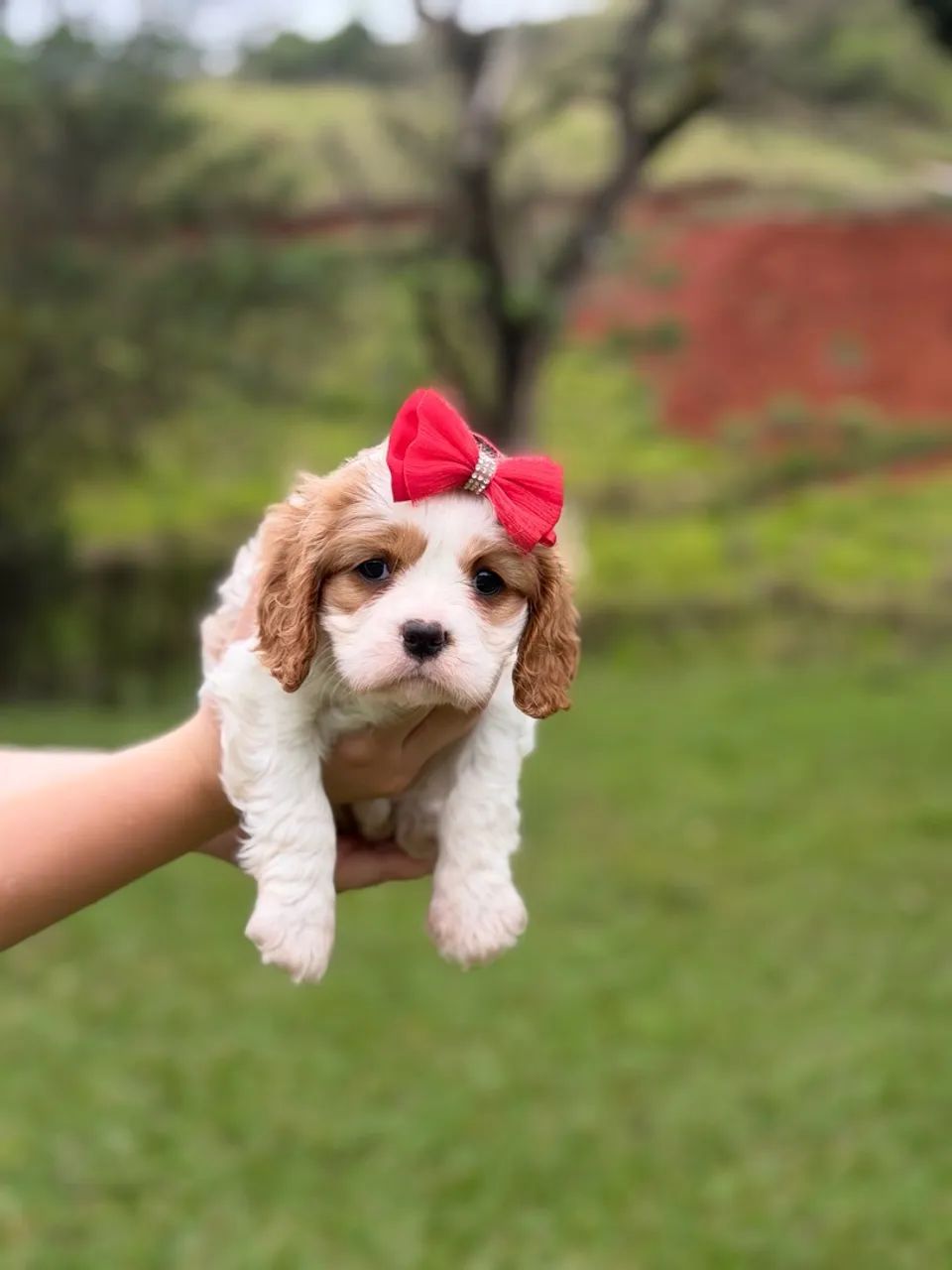 CAVALIER KING CHARLES SPANIEL!!!