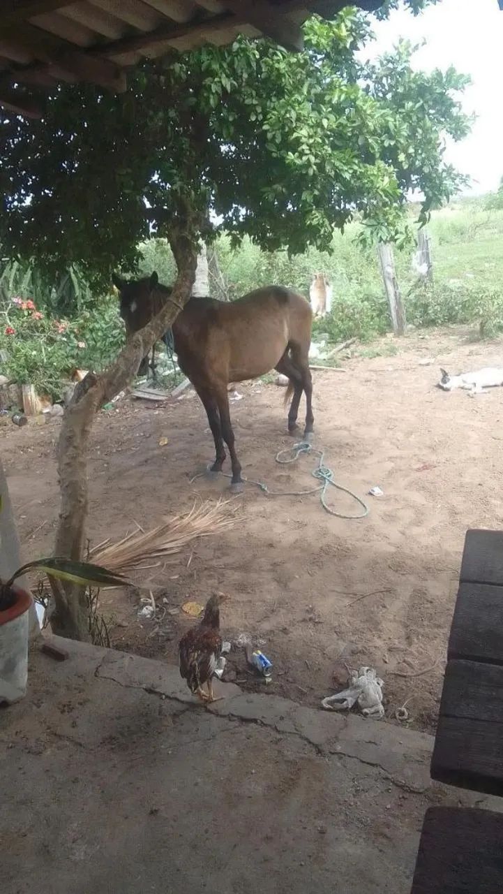 Cavalo manso a venda  - Foto 2