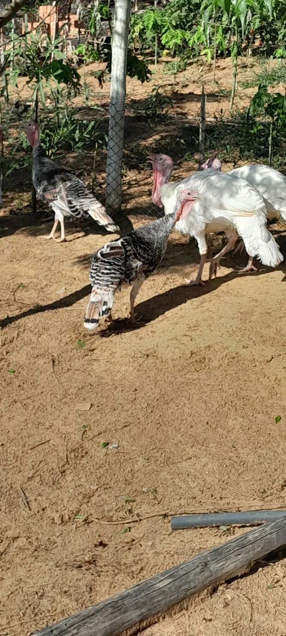 Peru à venda - Foto 3