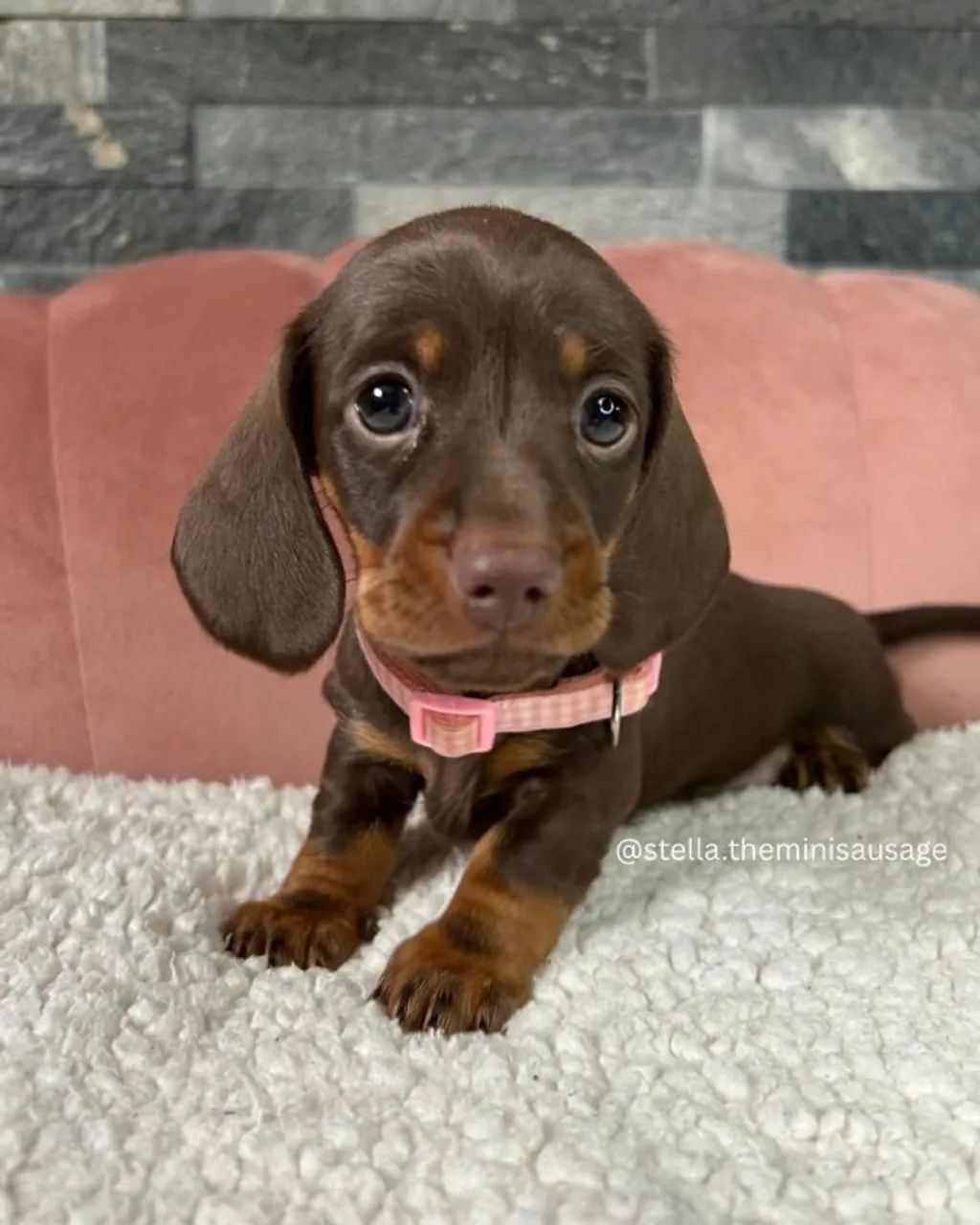 Teckel (Dachshund) "Nada me interessa."