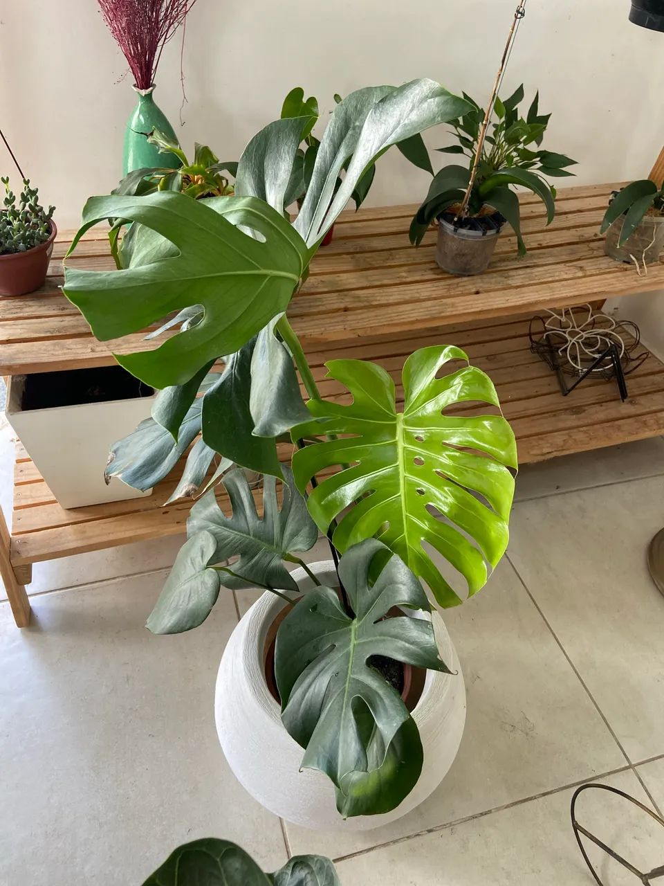 Plantas ornamentais 