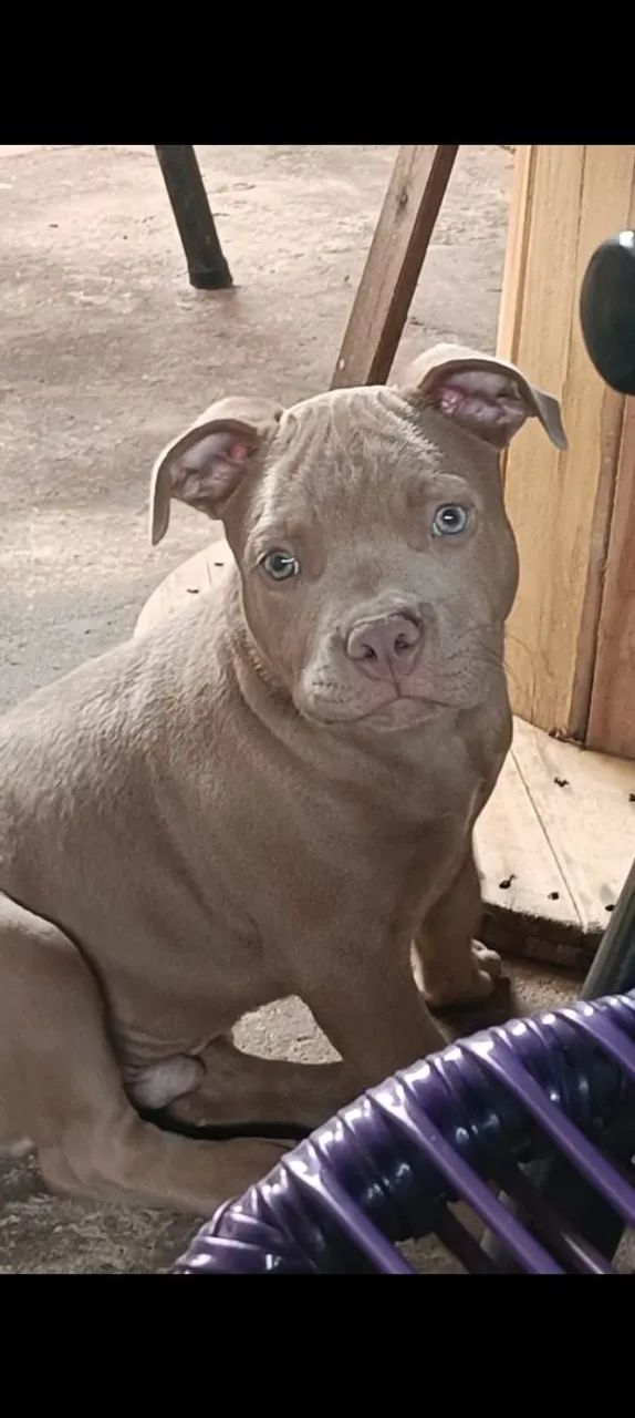 American bully macho