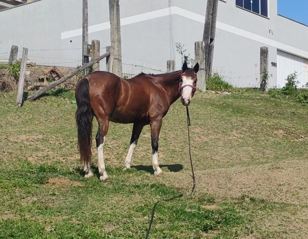 Vendo cavalo  - Foto 3