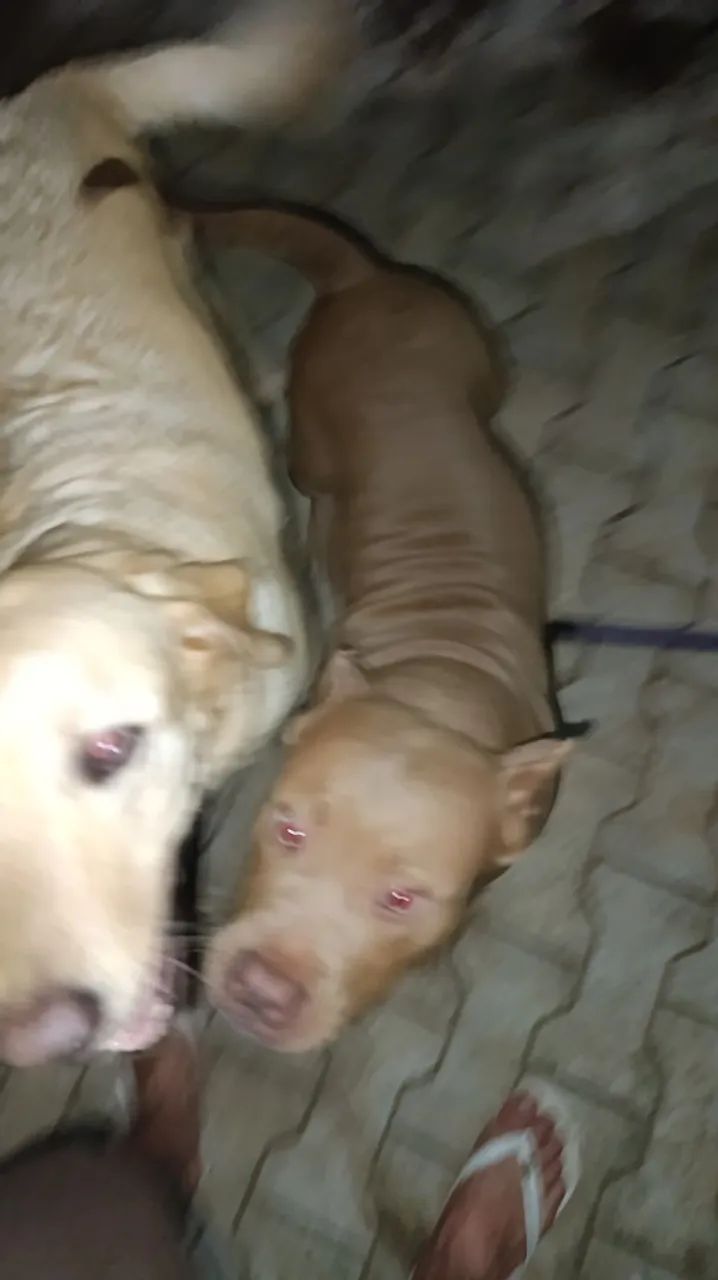 Cachorro - Foto 4