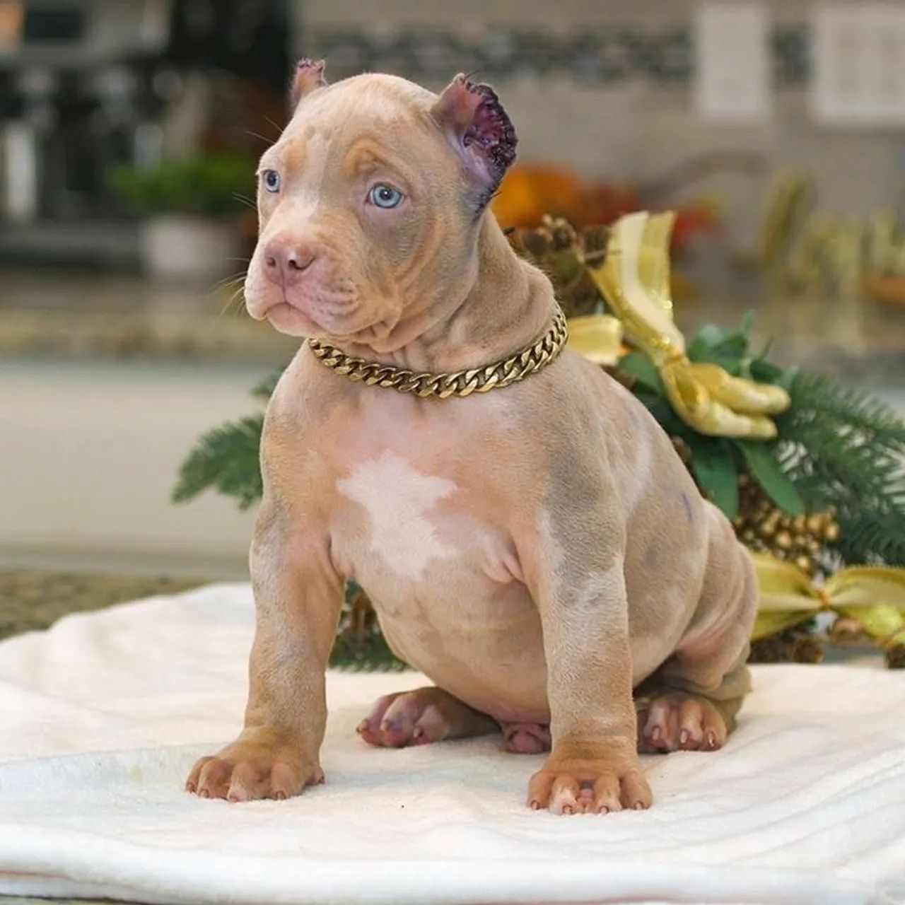 American Bully Um Presente Para Quem Merece O Melhor 