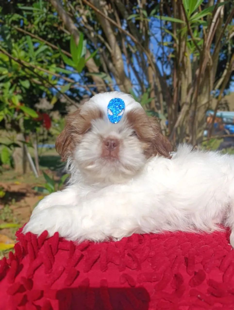 Shihtzu  - Foto 2