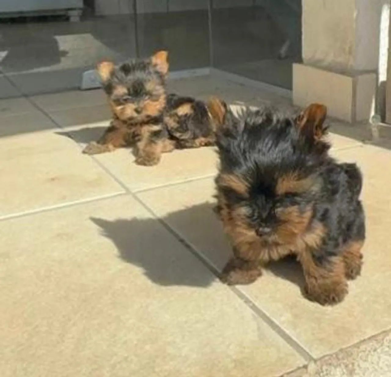 Lindos filhotes de Yorkshire 