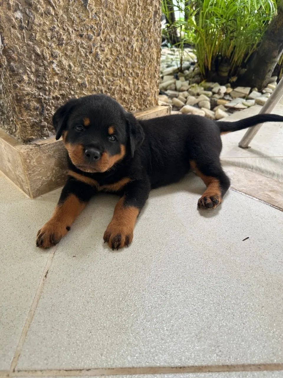 ROTTWEILER - Foto 3