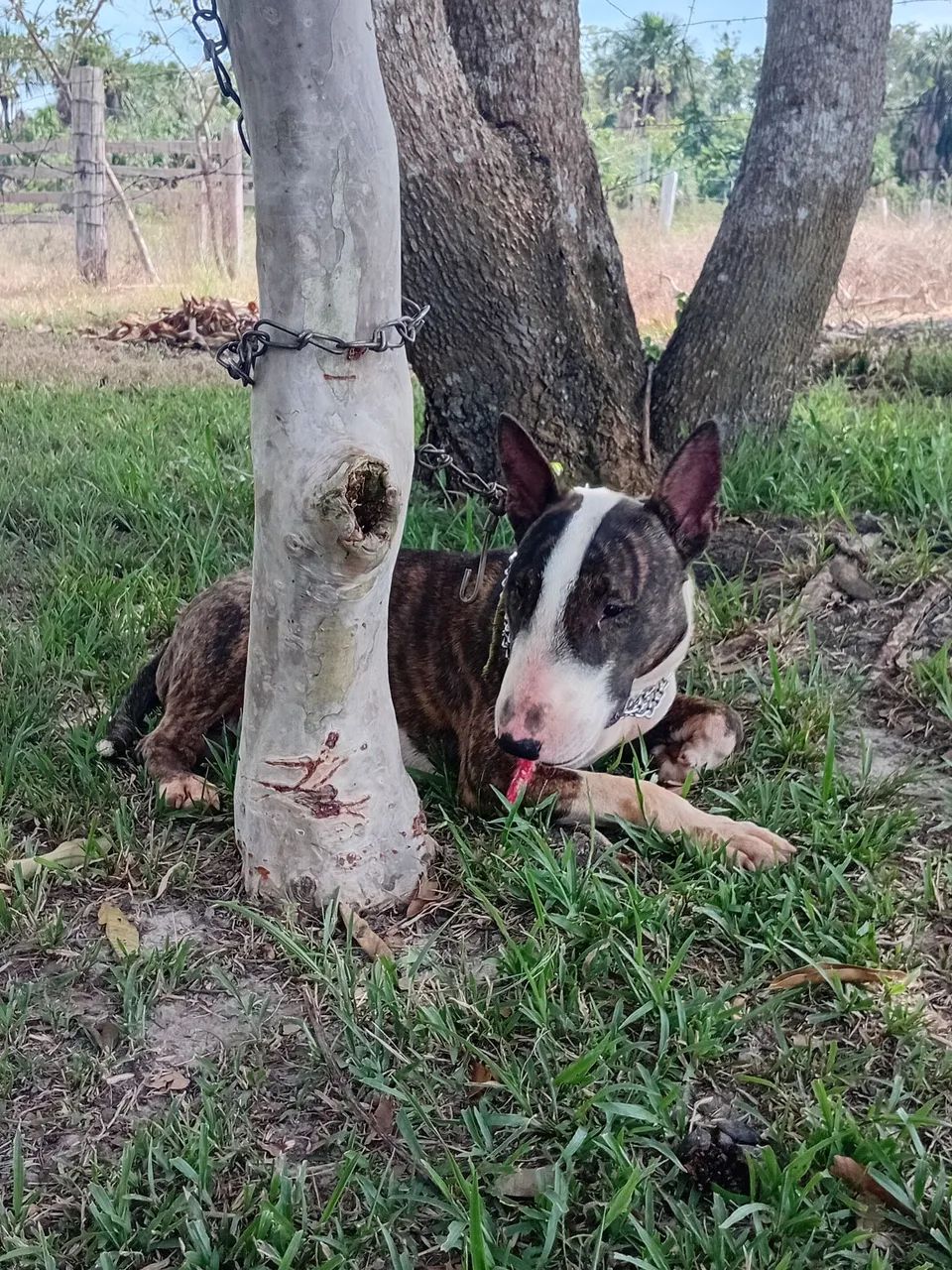 Bull terrier  - Foto 2