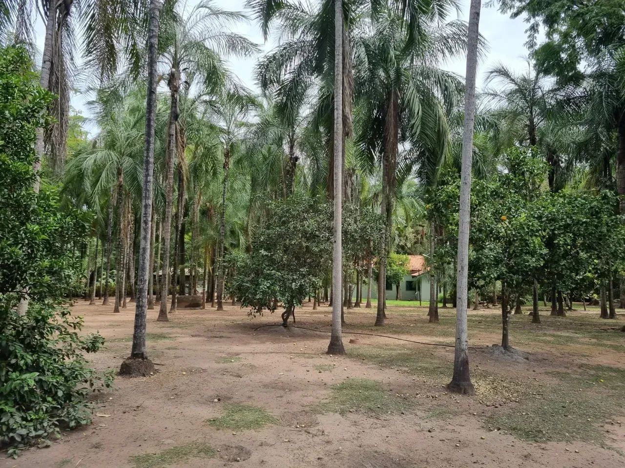 Chácara com Rio e 3 Tanques | Quase 4 Hectares | Ideal para Pesqueiro/Pousada - Foto 3