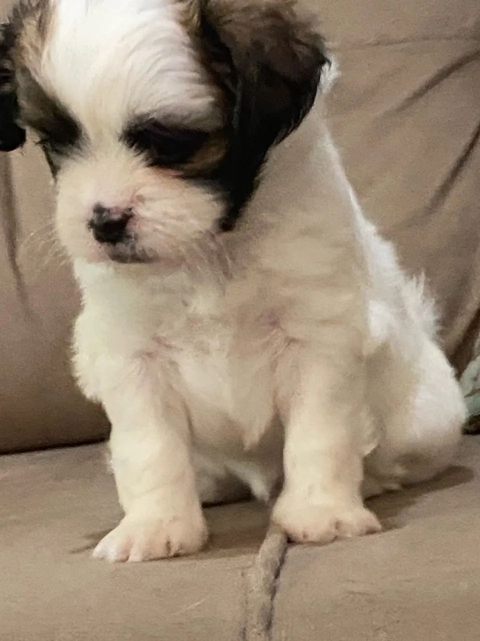 Macho shihtzu  - Foto 3