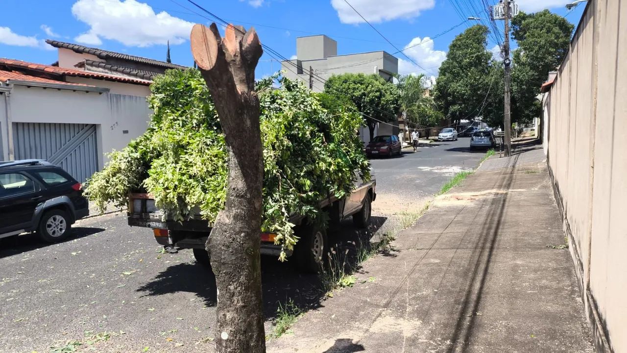 Podas e derrubadas de arvores  - Foto 5